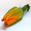 courgette-fleur