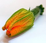courgette-fleur