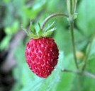 fraise_des_bois