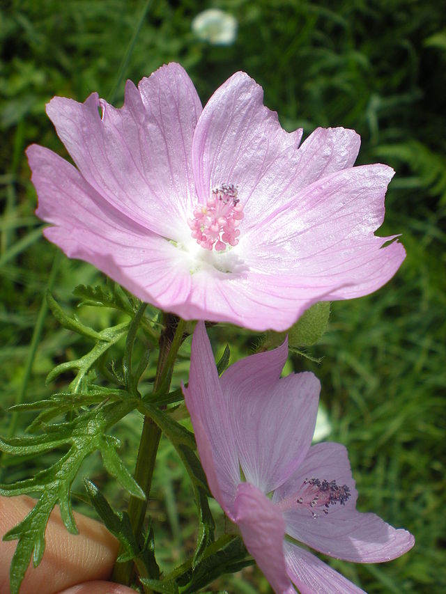 « Malva moschata fleur » par Drojat — Travail personnel. Sous licence Creative Commons Attribution-Share Alike 3.0 via Wikimedia Commons - http://commons.wikimedia.org/wiki/File:Malva_moschata_fleur.jpg#mediaviewer/Fichier:Malva_moschata_fleur.jpg