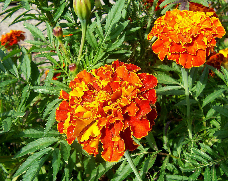 « French marigold ». Sous licence Creative Commons Attribution-Share Alike 3.0 via Wikimedia Commons - http://commons.wikimedia.org/wiki/File:French_marigold.jpg#mediaviewer/Fichier:French_marigold.jpg